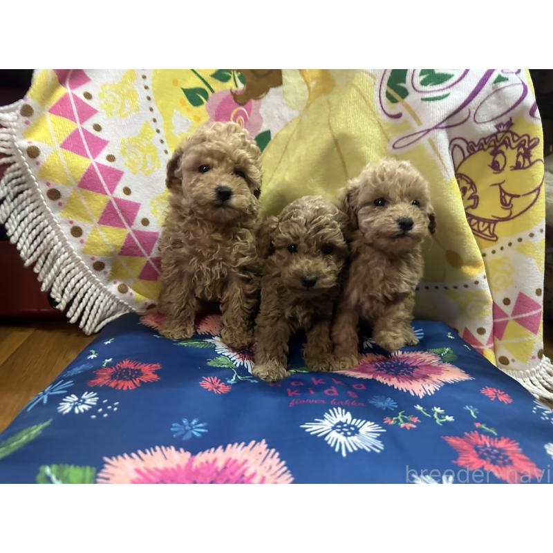 販売中の熊本県のトイプードル-444179の5枚目