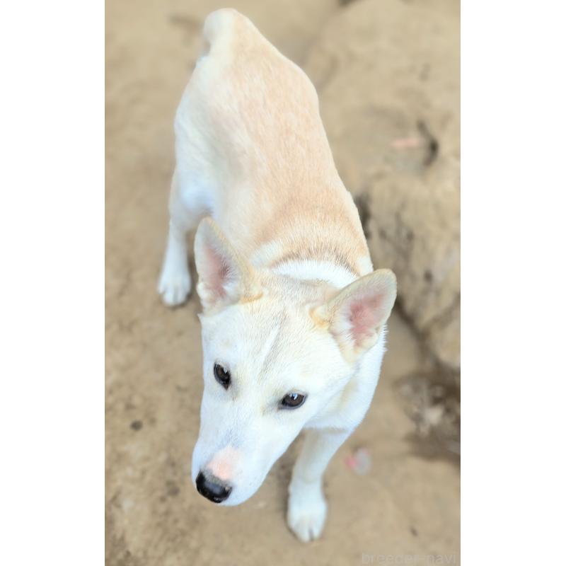 販売中の千葉県のミックス犬-444182の12枚目