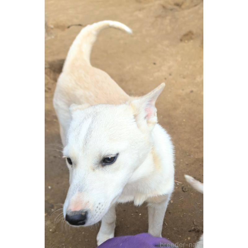 販売中の千葉県のミックス犬-444182の11枚目