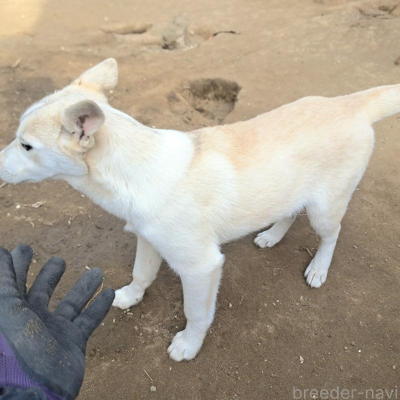 販売中の千葉県のミックス犬-444182の10枚目