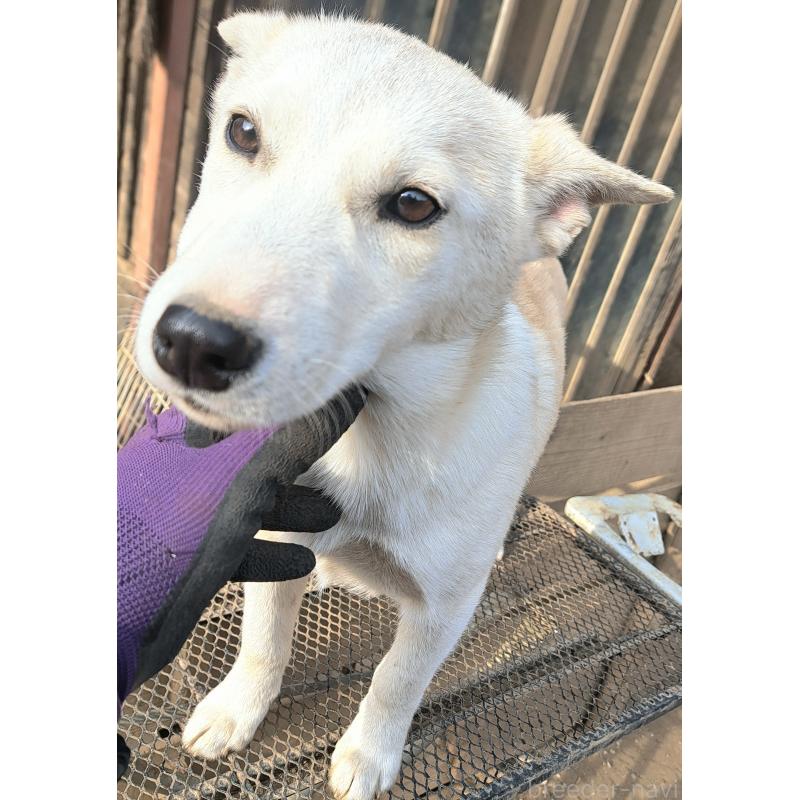 販売中の千葉県のミックス犬-444182の9枚目