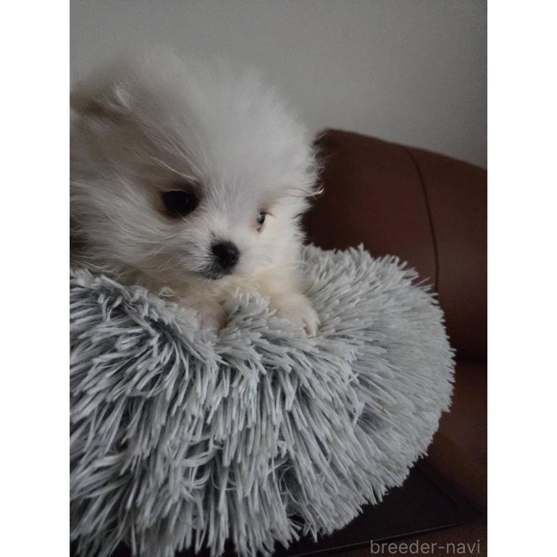 販売中の宮城県のポメマル:ポメラニアン×マルチーズ-444180の5枚目