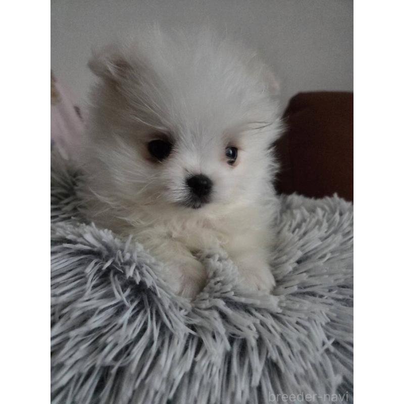 販売中の宮城県のポメマル:ポメラニアン×マルチーズ-444180の4枚目
