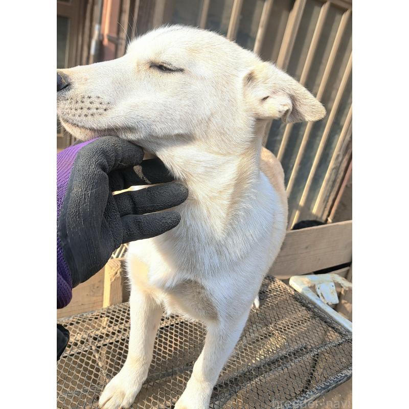 販売中の千葉県のミックス犬-444182の8枚目