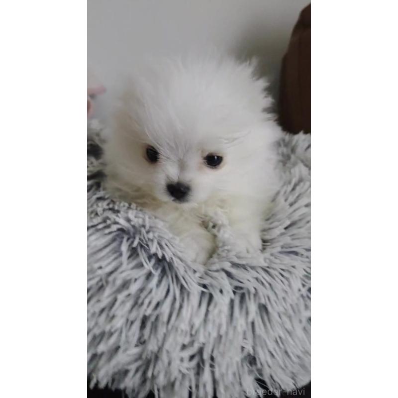 販売中の宮城県のポメマル:ポメラニアン×マルチーズ-444180の3枚目