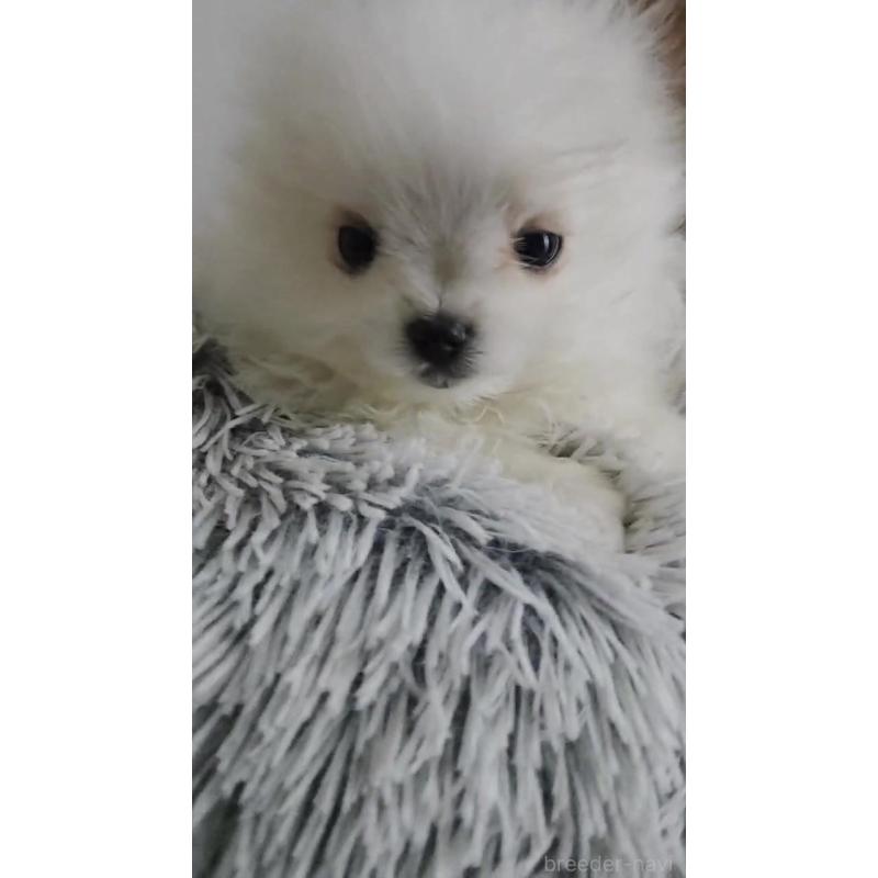 販売中の宮城県のポメマル:ポメラニアン×マルチーズ-444180の2枚目
