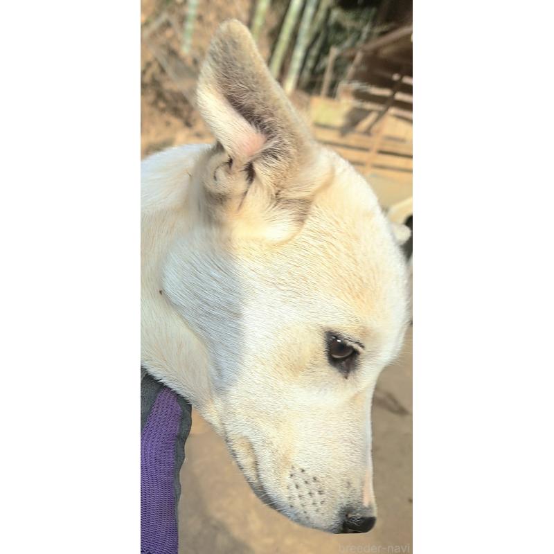 販売中の千葉県のミックス犬-444182の7枚目