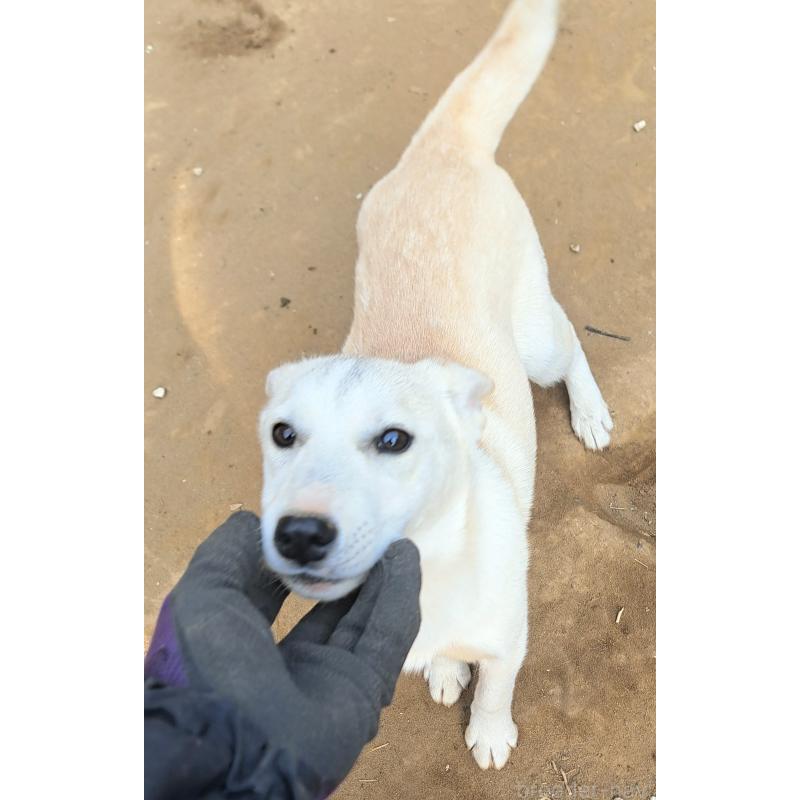 販売中の千葉県のミックス犬-444182の6枚目