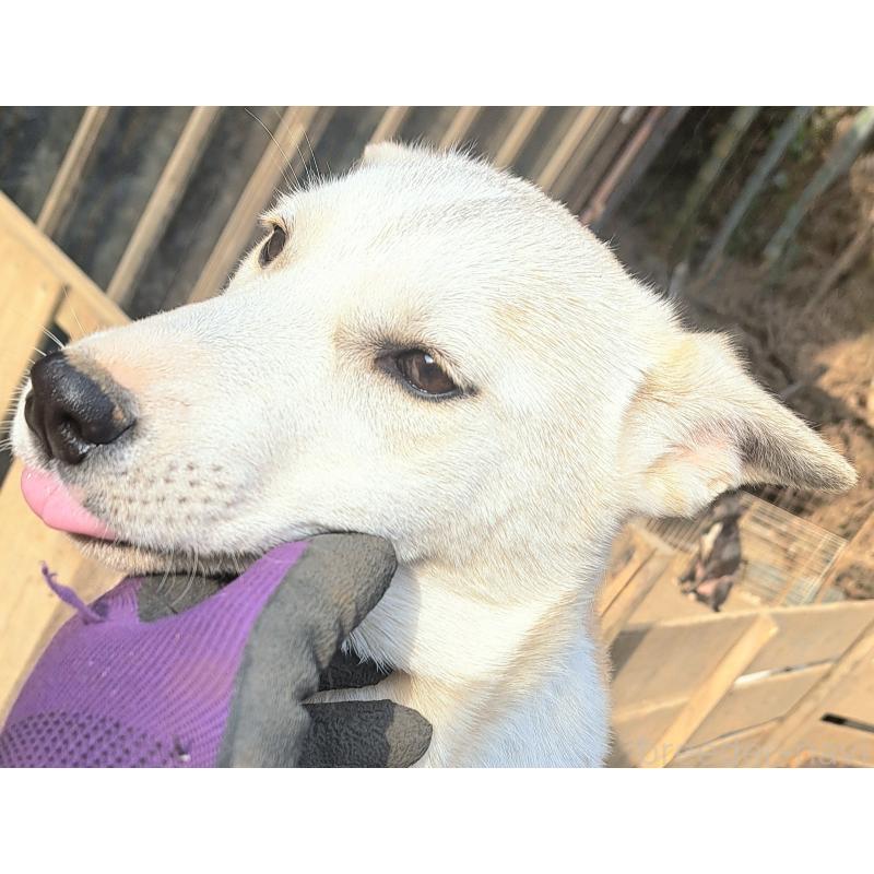 販売中の千葉県のミックス犬-444182の4枚目