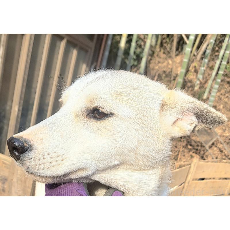 販売中の千葉県のミックス犬-444182の3枚目