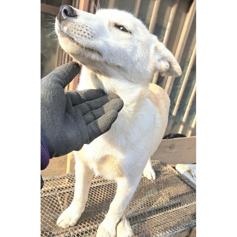 販売中の千葉県のミックス犬-444182の2枚目