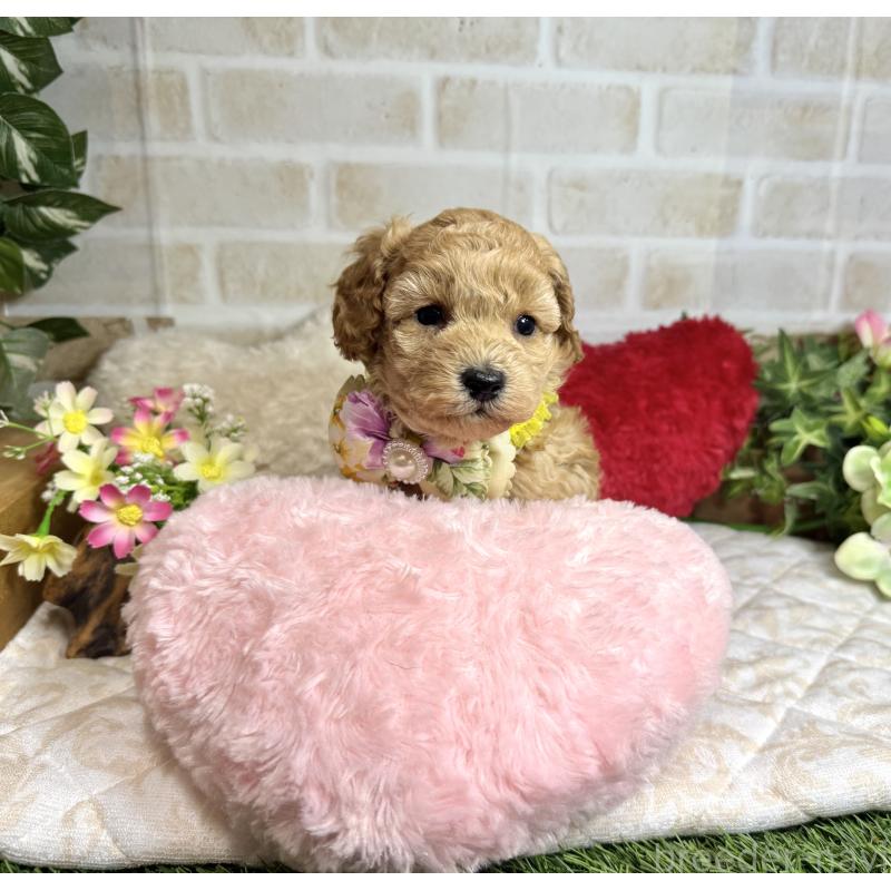 販売中の愛知県のトイプードル-444185の8枚目