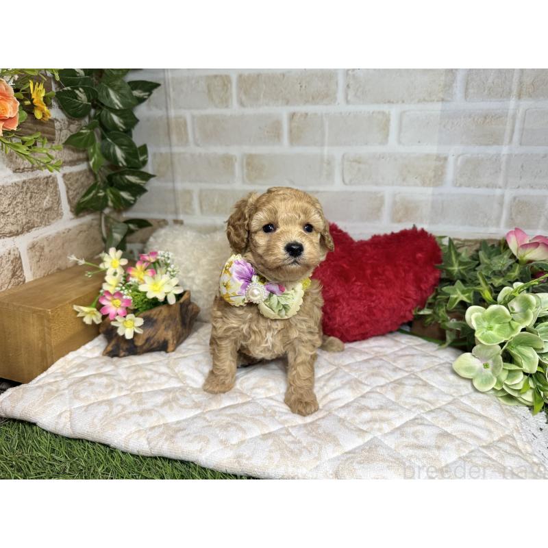 販売中の愛知県のトイプードル-444185の7枚目