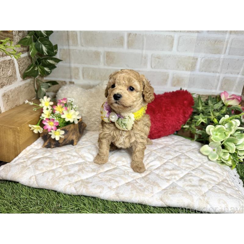 販売中の愛知県のトイプードル-444185の6枚目