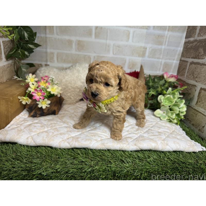 販売中の愛知県のトイプードル-444185の5枚目