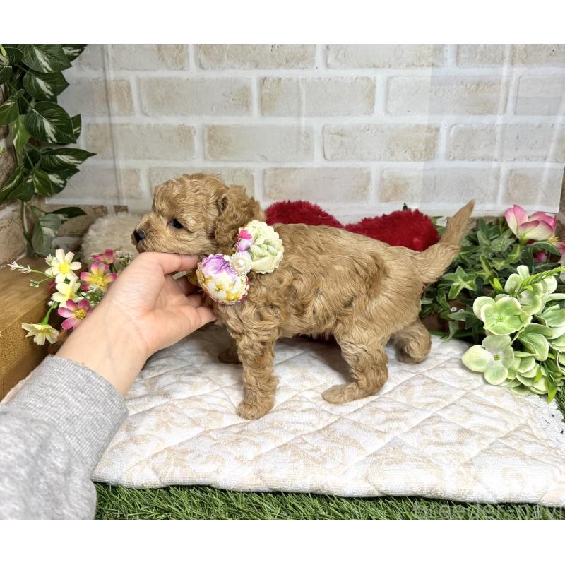 販売中の愛知県のトイプードル-444185の4枚目