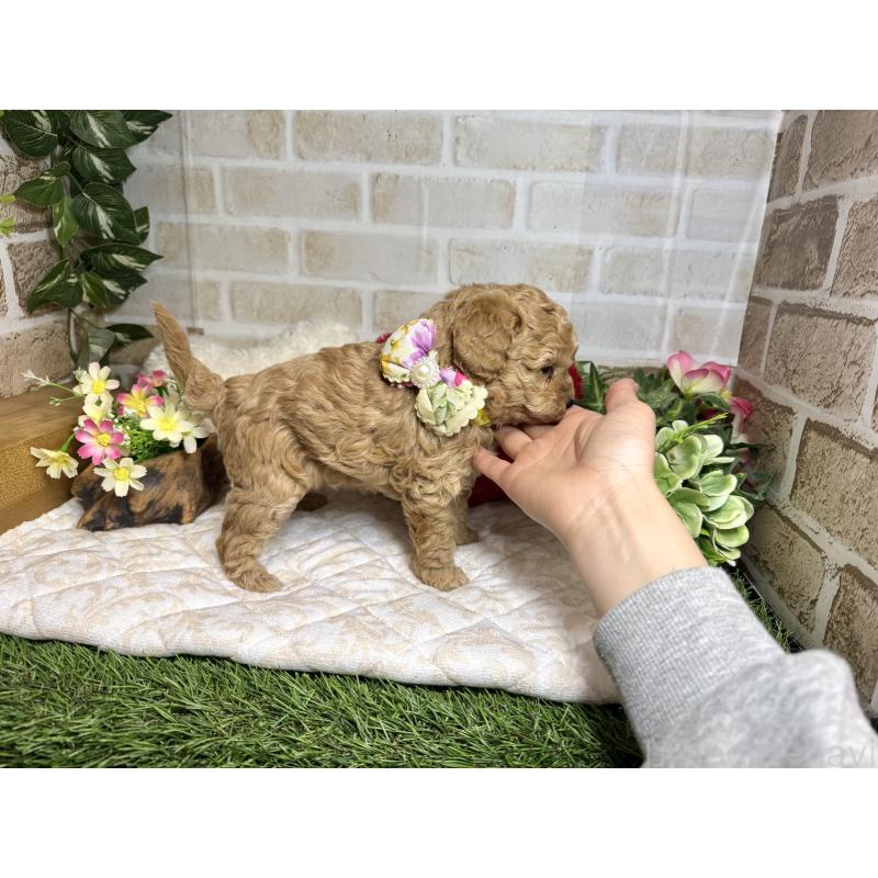 販売中の愛知県のトイプードル-444185の3枚目