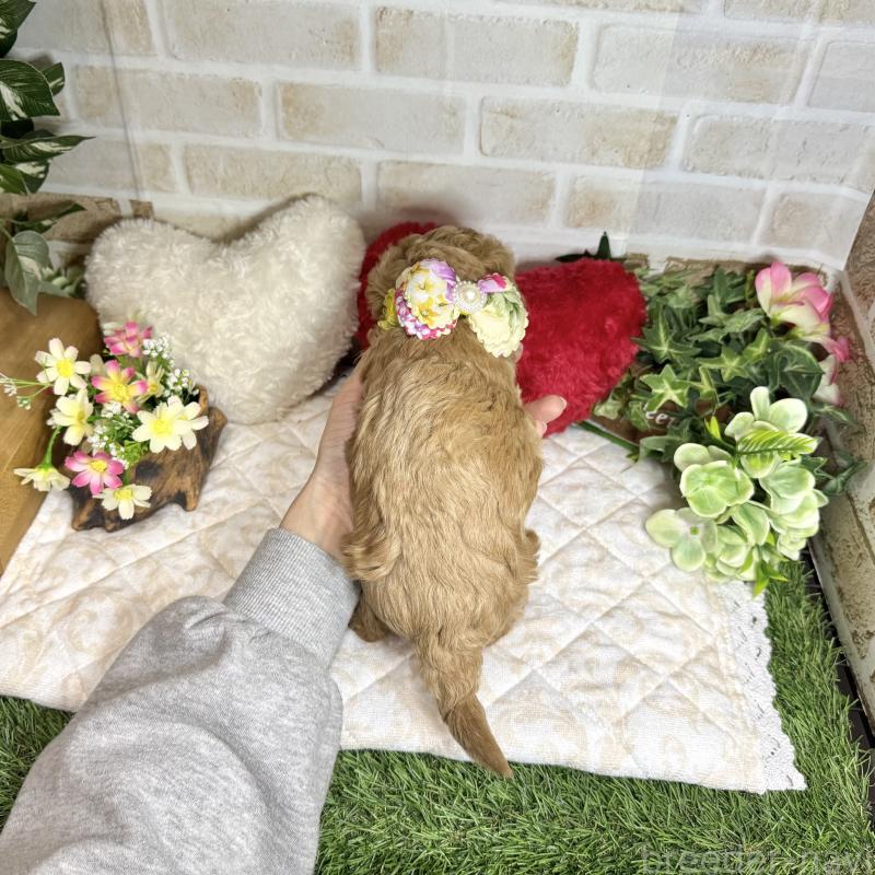 販売中の愛知県のトイプードル-444185の2枚目