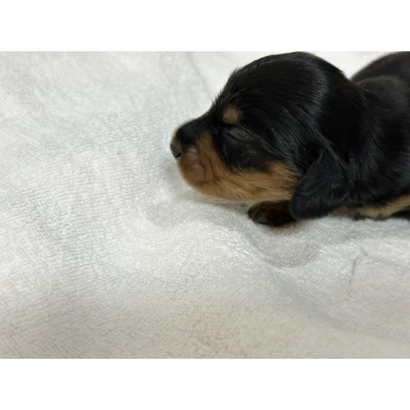 販売中の奈良県のミニチュアダックスフンド(ロングヘアード)-444181の4枚目