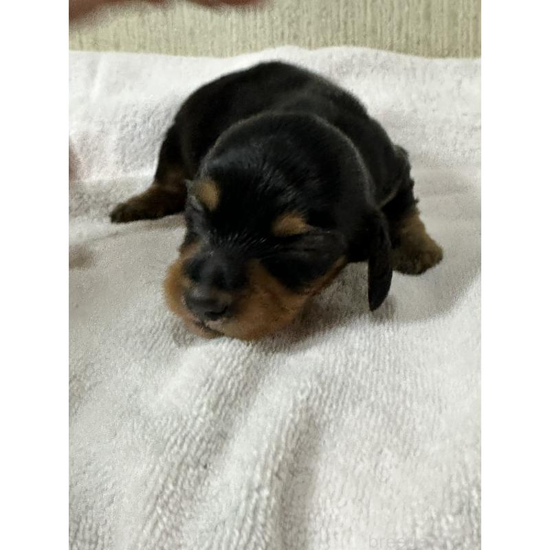 販売中の奈良県のミニチュアダックスフンド(ロングヘアード)-444181の3枚目