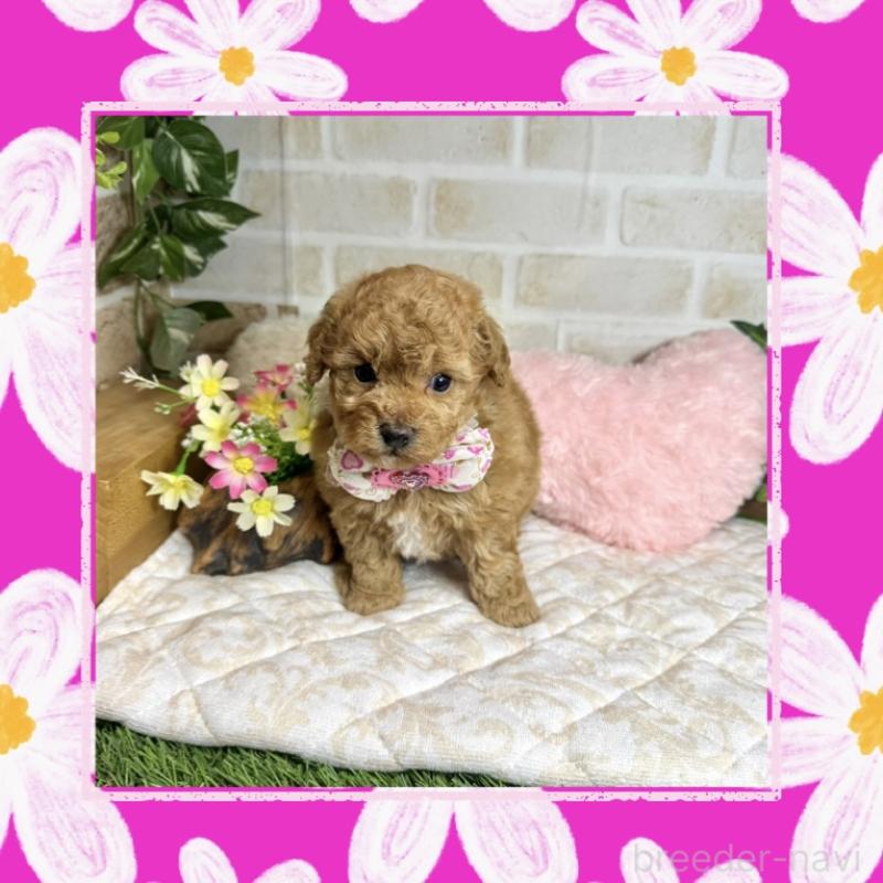 販売中の愛知県のトイプードル-444186