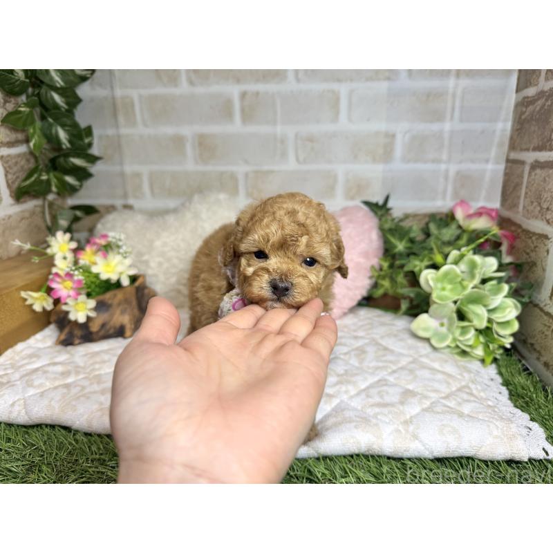 販売中の愛知県のトイプードル-444186の8枚目