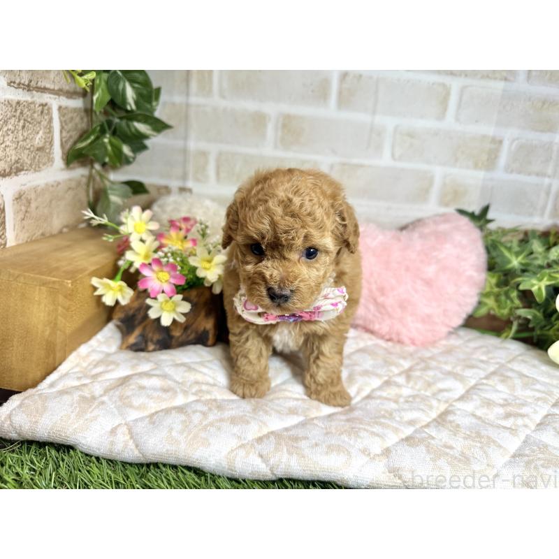 販売中の愛知県のトイプードル-444186の7枚目