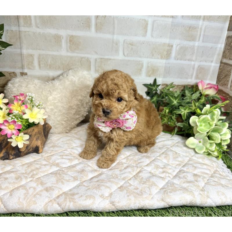 販売中の愛知県のトイプードル-444186の5枚目