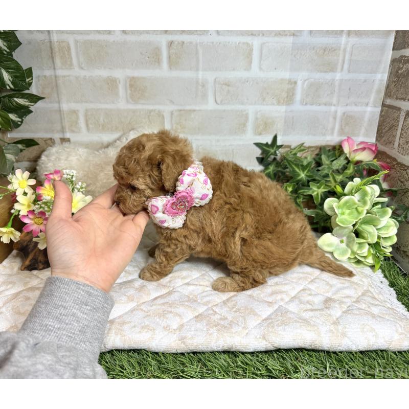 販売中の愛知県のトイプードル-444186の4枚目