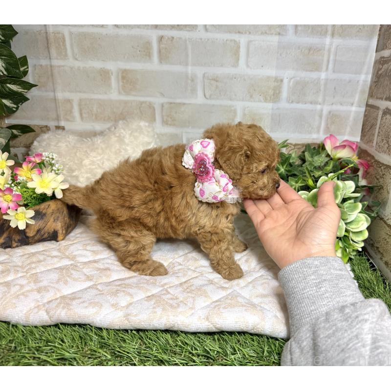 販売中の愛知県のトイプードル-444186の3枚目