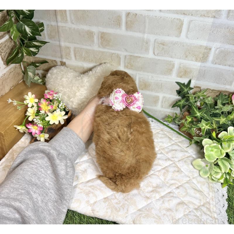 販売中の愛知県のトイプードル-444186の2枚目