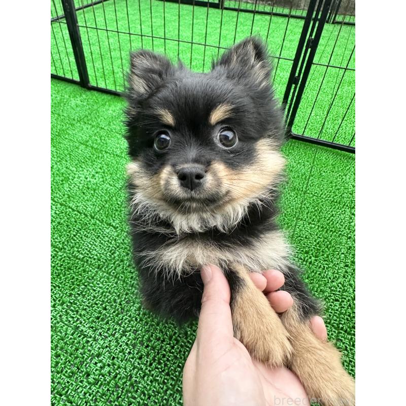 販売中の福岡県のミックス犬-435781の1枚目