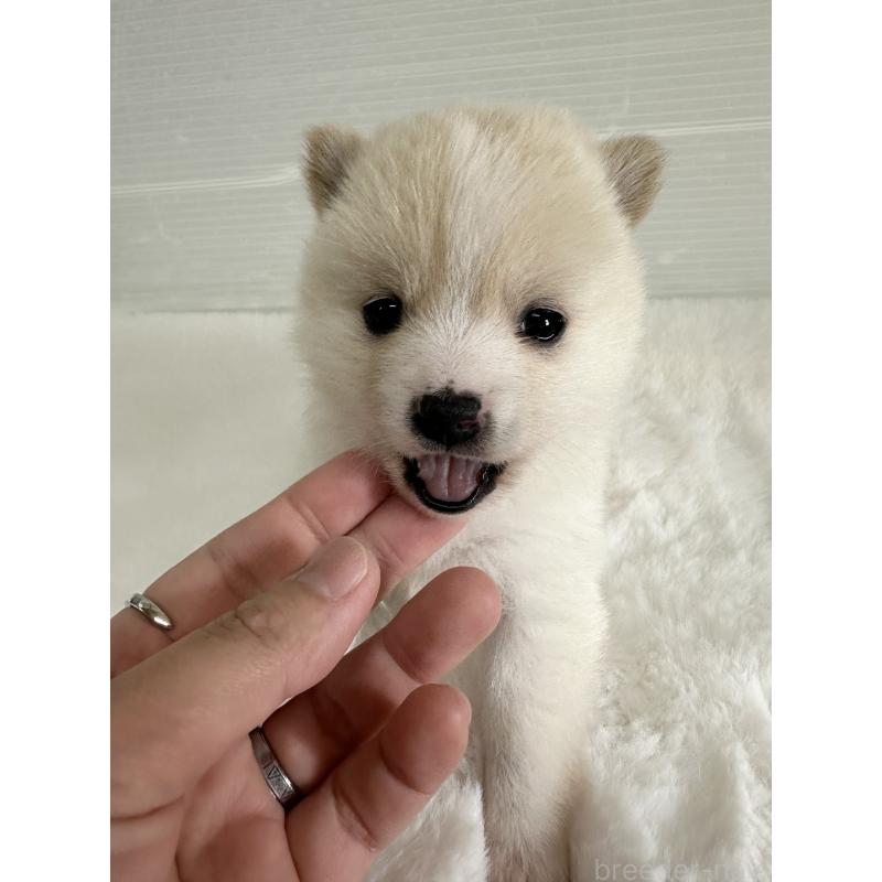 販売中ののミックス犬-439261