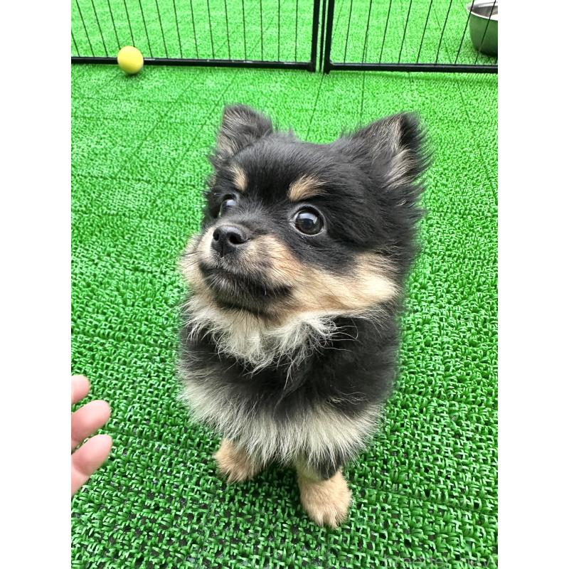 販売中の福岡県のミックス犬-435781の3枚目