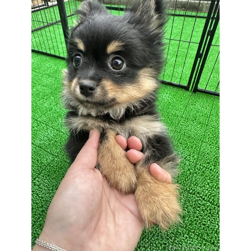 販売中の福岡県のミックス犬-435781の2枚目