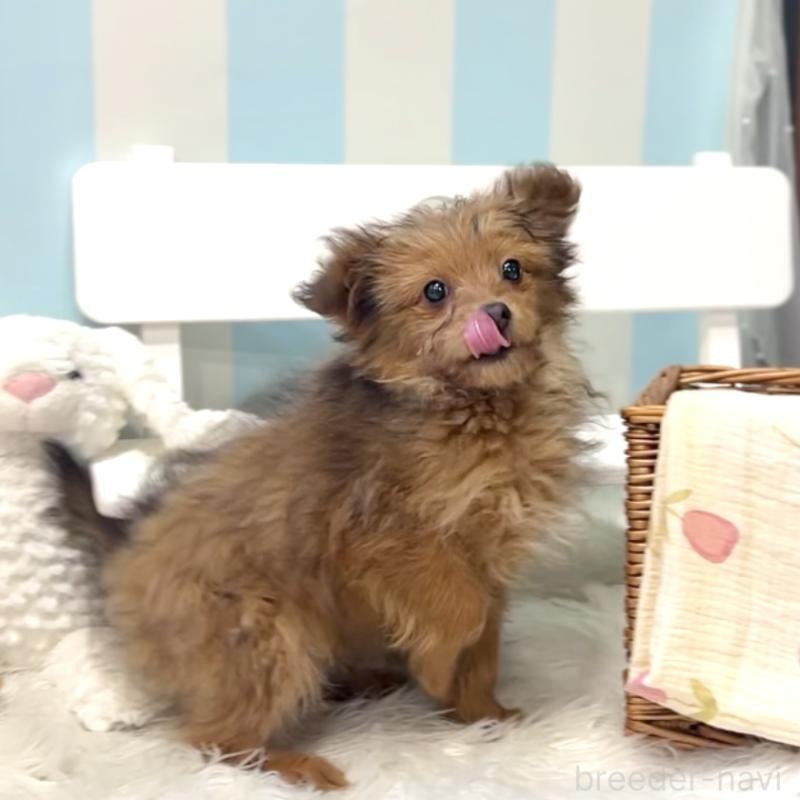 販売中の栃木県のポメプー:ポメラニアン×トイプードル-440801の10枚目