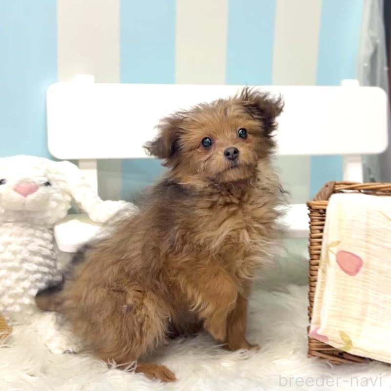 販売中の栃木県のポメプー:ポメラニアン×トイプードル-433997