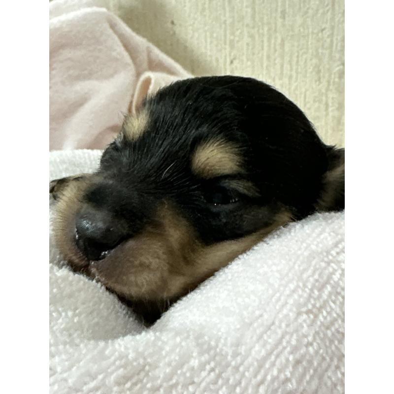 販売中の奈良県のミニチュアダックスフンド(ロングヘアード)-444191の2枚目