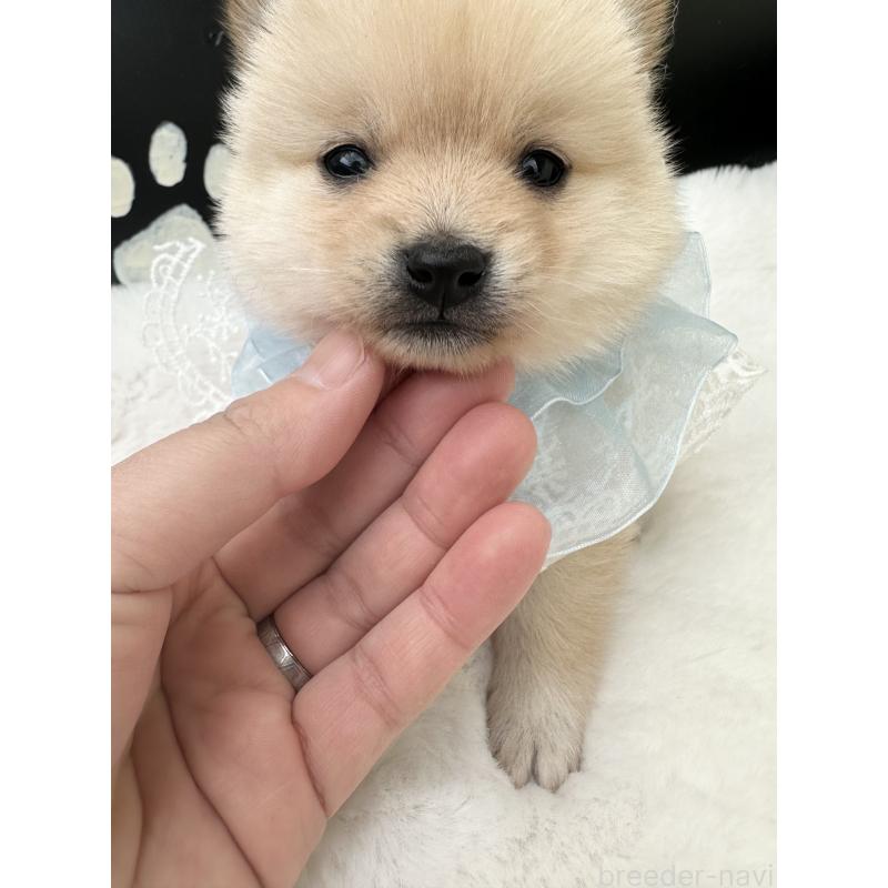 販売中の福岡県のミックス犬-439267