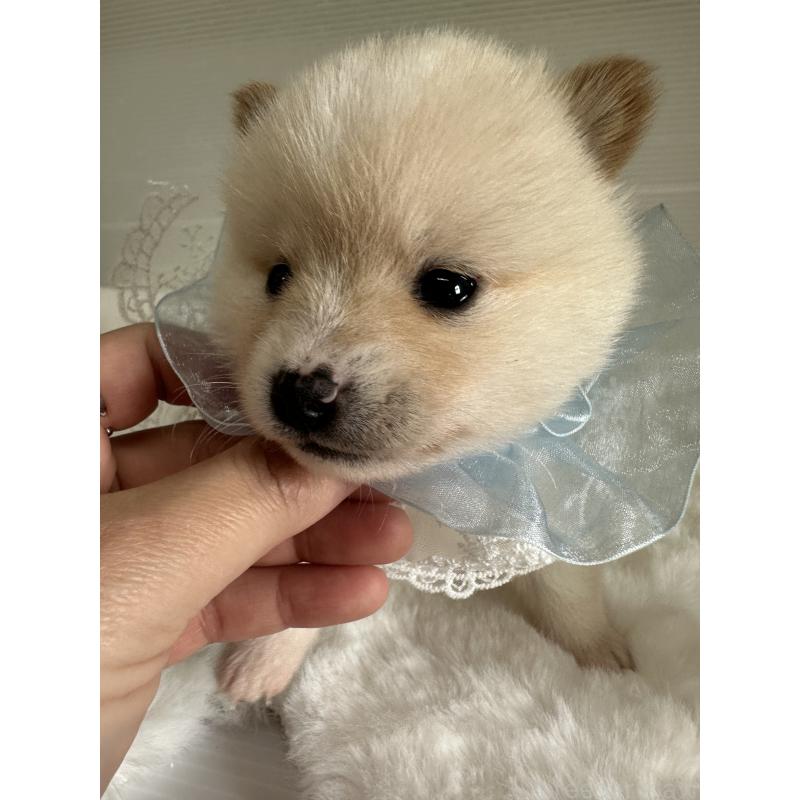 商談中の福岡県のミックス犬-439265の11枚目