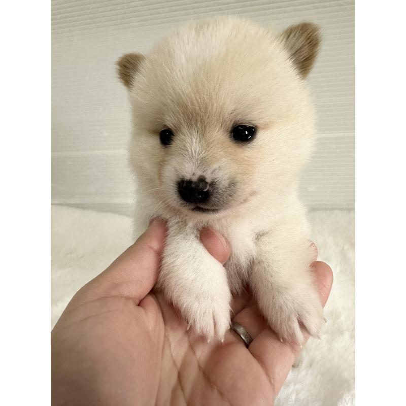 販売中の福岡県のミックス犬-439265