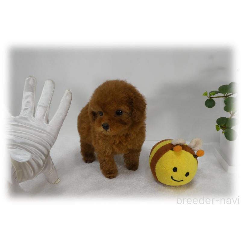 販売中の埼玉県のティーカッププードル-444193の14枚目