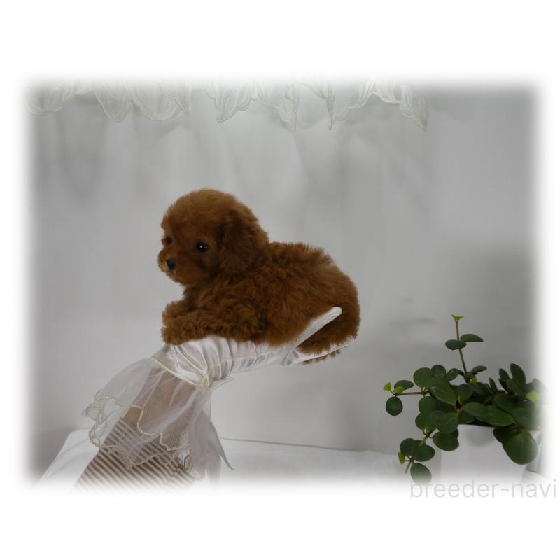 販売中の埼玉県のティーカッププードル-444193の11枚目