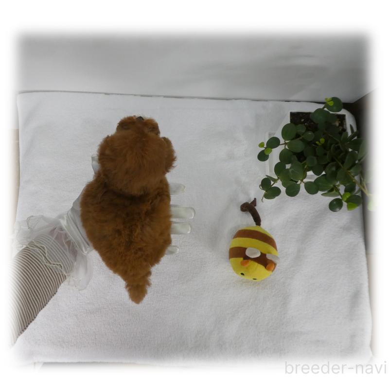 販売中の埼玉県のティーカッププードル-444193の10枚目