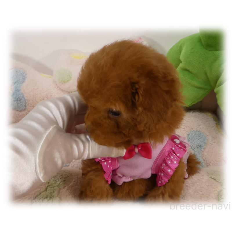 販売中の埼玉県のティーカッププードル-444193の5枚目