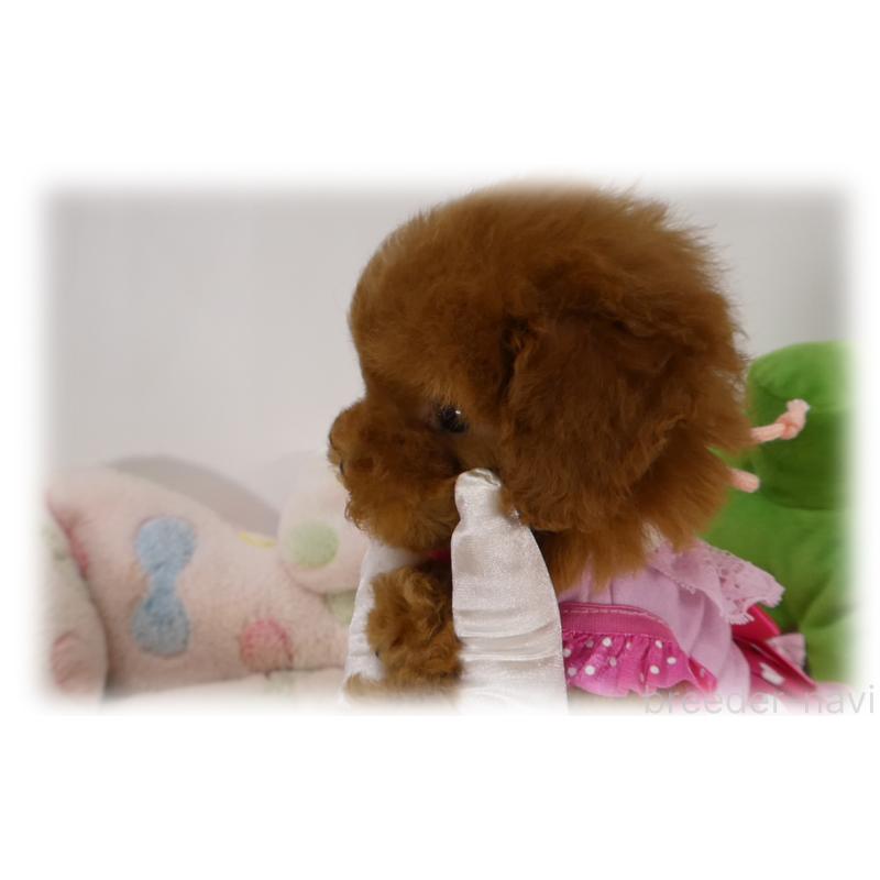 販売中の埼玉県のティーカッププードル-444193の4枚目