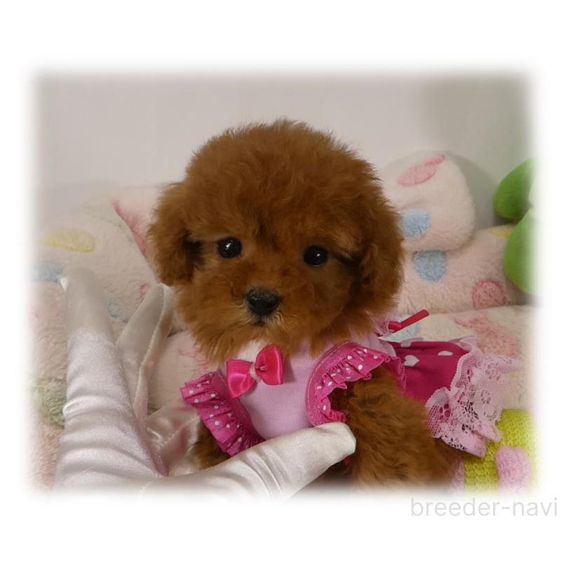 販売中の埼玉県のティーカッププードル-444193の2枚目