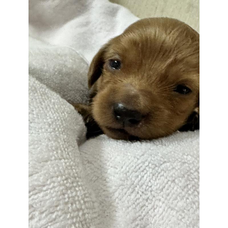 販売中の奈良県のミニチュアダックスフンド(ロングヘアード)-444192の3枚目