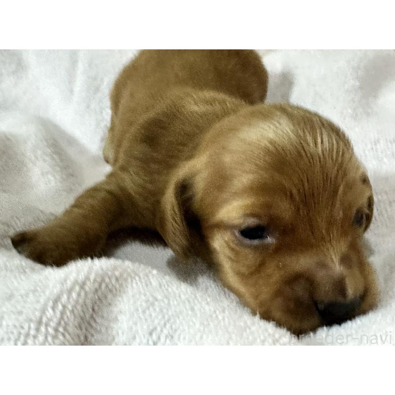 販売中の奈良県のミニチュアダックスフンド(ロングヘアード)-444192の2枚目