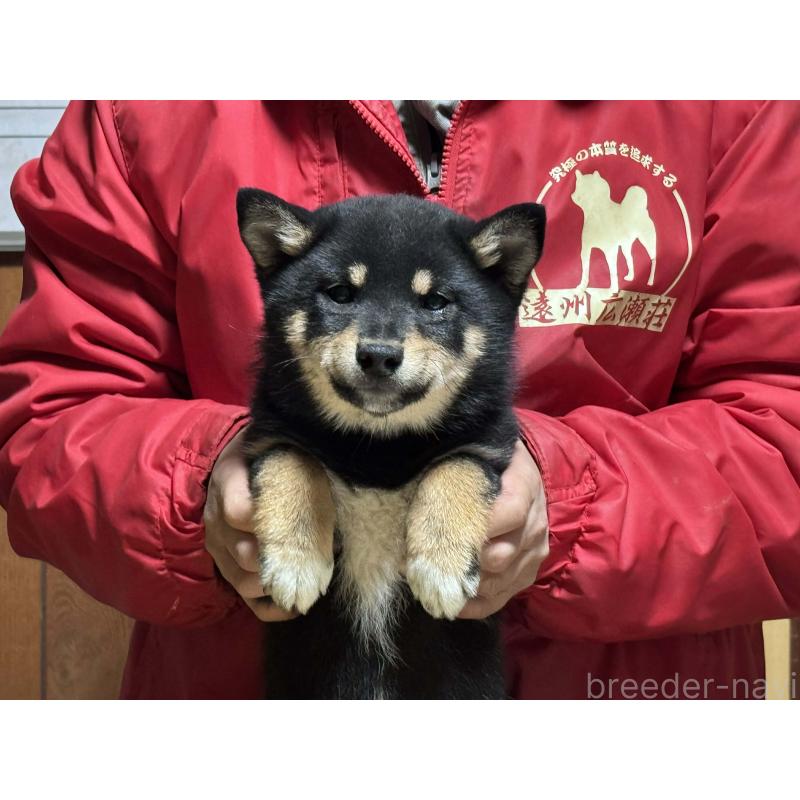 販売中の千葉県の豆柴-436349の3枚目